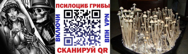 Псилоцибиновые грибы Psilocybine cubensis Дно